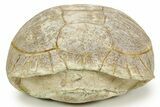 Colorful Inflated Fossil Tortoise (Stylemys) - South Dakota #373007-6